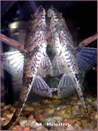 Hemiloricaria eigenmanni